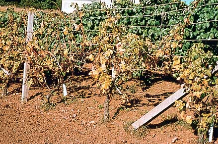 Phytophthora root rot: yellow leaves fall prematurely from weak vines
