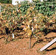 Phytophthora root rot: yellow leaves fall prematurely from weak vines