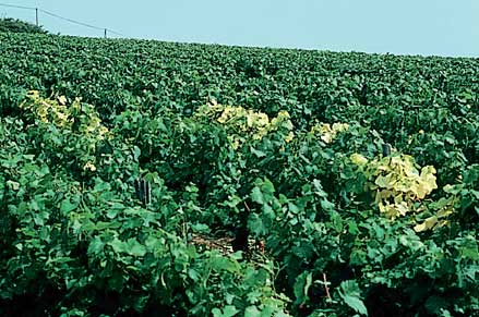 Fanleaf affected vines with yellow mosaic symptoms often occur in patches in the vineyard
