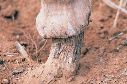 Rugose wood virus can cause over-growth of some vines on rootstocks
