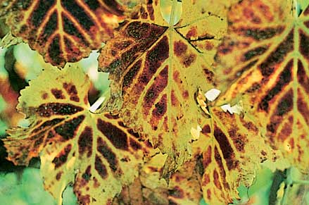 Leafroll white grape varieties. Veins often remain green