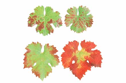 Variants of leafroll on red grape varieties