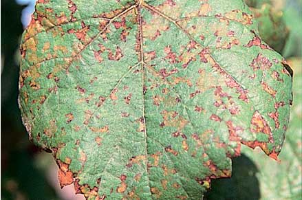 Infection on old leaves will be yellow-brown and remain small, confined by the finest veins (tapestry pattern)