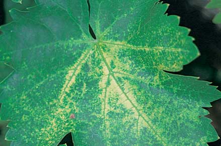 Moderate speckling along leaf veins caused by yellow speckle viroid