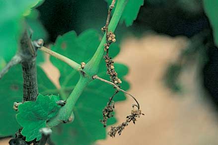 AGY causes bunches to shrivel and fall from flowering onwards