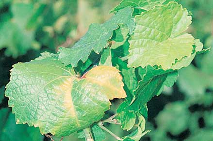 AGY shoots fail to harden, and they develop black pustules at the base. The yellow curled leaf contrasts with healthy new growth after hot weather
