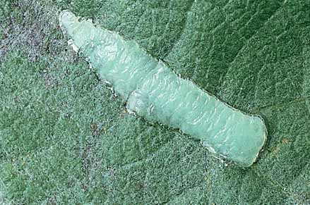 Freshly laid egg masses have 20-50 blue-green eggs laid in a scale-like pattern