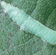 Freshly laid egg masses have 20-50 blue-green eggs laid in a scale-like pattern
