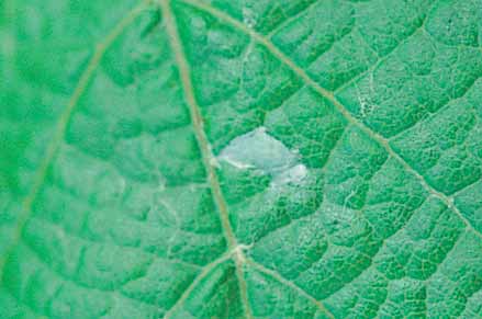 A freshly laid egg mass (10-15 mm) looks like a drop of copper spray