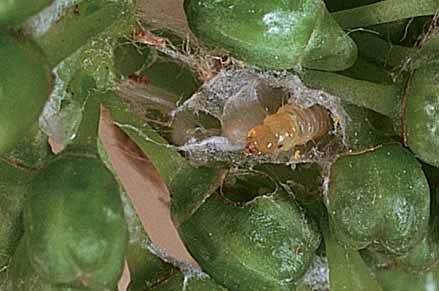 Third-instar LBAM caterpillar feeding on flower-buds of a bunch pre-flowering