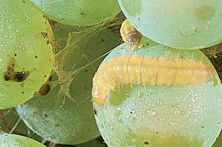 Summer-generation LBAM caterpillar feeding on maturing bunch