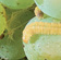 Summer-generation LBAM caterpillar feeding on maturing bunch