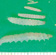Caterpillars increase in size through six instars, from 1 to 17 mm