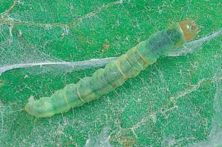 Mature caterpillars are pale green with a darker green central stripe