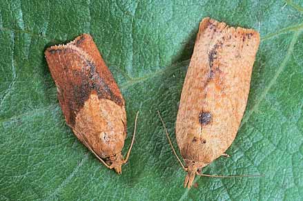 Female (left) and male (right) LBAM moths (10 mm long)