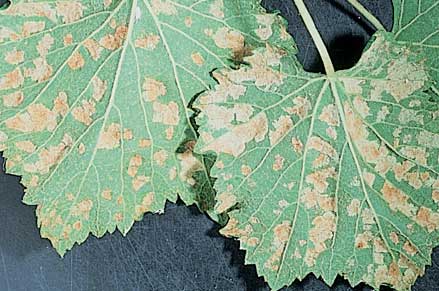 Blister mites (erinose) feed on the undersides of leaves in early season. Leaf hairs enlarge and turn white