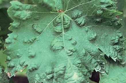 Green galls caused by blister mite on the upper surface of leaves