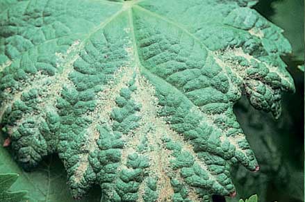 Blister mite occasionally causes white growth (leaf hairs) on the upper surface of young leaves