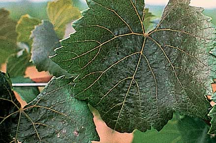 Bronzing caused by grapeleaf rust mite is seen after mid-season and is more severe in hot weather