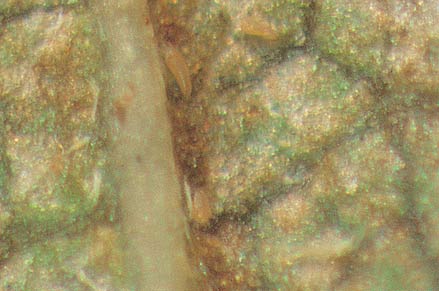 Microscopic view of rust mites