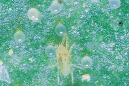 Leaf spotting and early leaf fall from two spotted mite are induced by overspraying