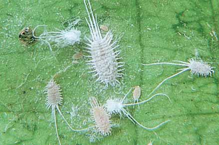 Adult and young stages of the long-tailed mealy bug. Newly hatched mealybugs are tiny, yellow and move very quickly