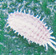Citrophilus mealybug (up to 15 mm)