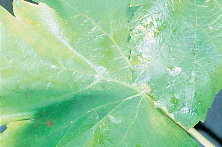 Look for sticky honeydew and wax debris to indicate mealybug infestations. The honeydew can lead to sooty mould