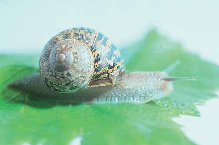 The common garden snail (up to 2.5 cm is widespread)