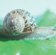 The common garden snail (up to 2.5 cm is widespread)