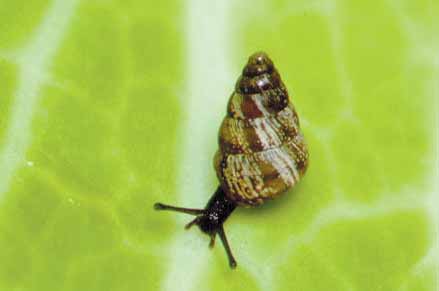 Small pointed snails (1 cm) are widespread in SW Western Australia