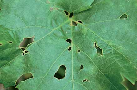 Typical leaf damage by snails