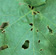 Typical leaf damage by snails