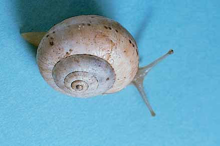 White Italian snails (up to 2 cm) are smaller than common garden snails