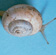 White Italian snails (up to 2 cm) are smaller than common garden snails