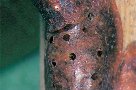 Grapevine scale are usually controlled by parasitic wasps. Note the holes in this scale where the wasp has exited