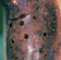 Grapevine scale are usually controlled by parasitic wasps. Note the holes in this scale where the wasp has exited