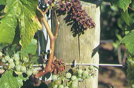 Garden weevils damage grape bunches by ringbarking the main bunch stem