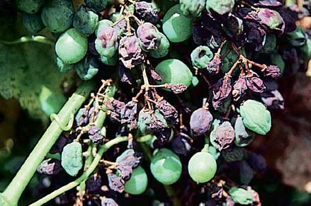 Berries infected soon after flowering develop a purple hue, shrivel and fall