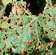 Garden weevils chew distinctive shot holes in vine leaves