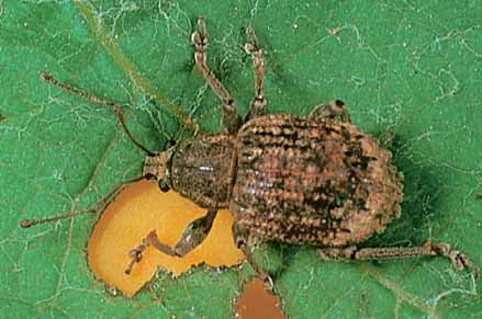 Adult garden weevils are grey-brown with a white ban on their back