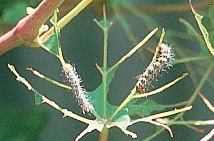 Grapevine moth caterpillars chew leaves and may defoliate shoots