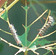 Grapevine moth caterpillars chew leaves and may defoliate shoots