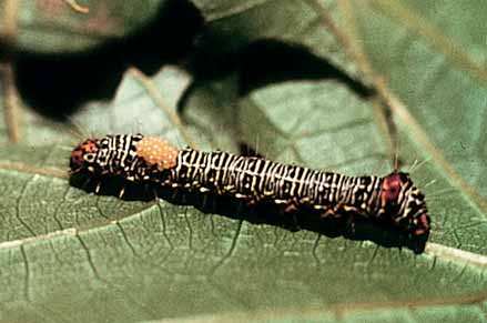 Grapevine moth caterpillar. Note the parasitic egg on its back