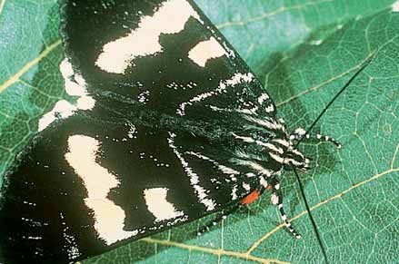 The grapevine moth has black and cream or yellow wings (about 5.5 cm across) with bright orange markings