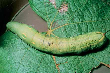 Vine hawk moth caterpillars (about 6 cm) may rapidly defoliate several shoots