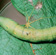 Vine hawk moth caterpillars (about 6 cm) may rapidly defoliate several shoots