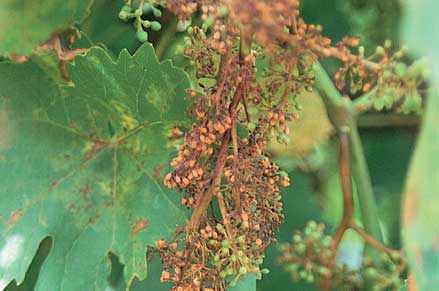 Infection near flowering kills bunches which then turn brown