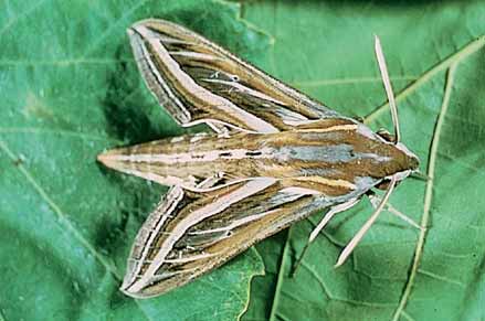 Adult vine hawk (4 cm long with a 6.5-7 cm wingspan) are seen occasionally