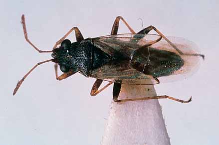 Adult Rutherglen bugs (0.5 cm) sometimes invade from weeds or pasture. They suck sap from green foliage